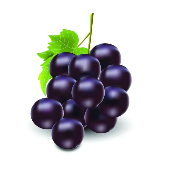 Grape Web Simple Illustration — Stock Vector