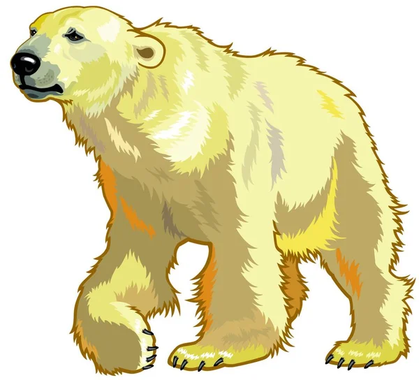 Urso Branco Web Ilustração Simples — Vetor de Stock