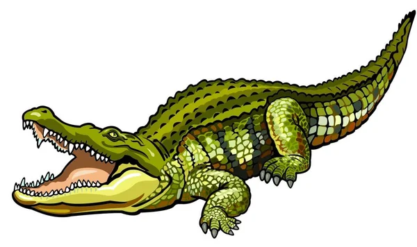 Nile Crocodile Web Simple Illustration — Stock Vector