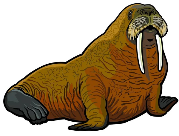Walrus Web Eenvoudige Illustratie — Stockvector