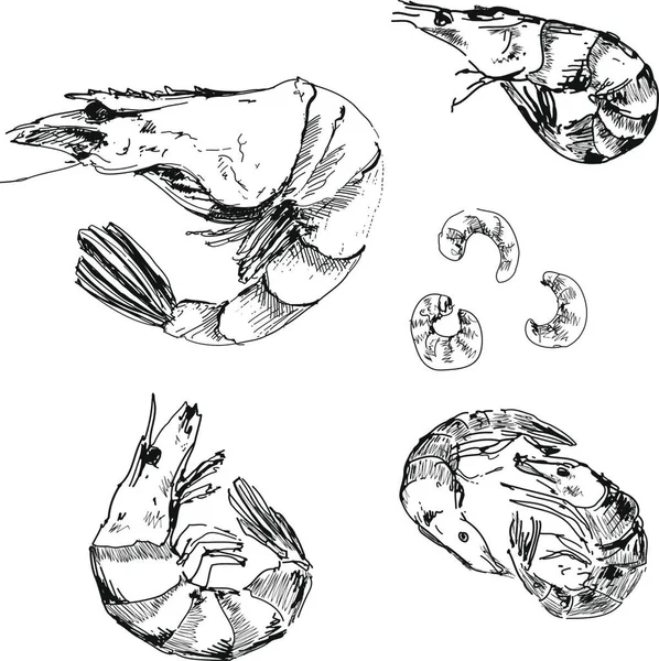 Морепродукти Креветки Графічні Векторні Ілюстрації — стоковий вектор