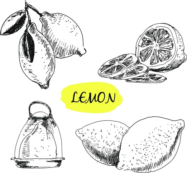 Lemon Graphic Vector Illustration — 스톡 벡터