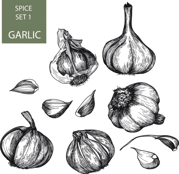 Garlic Graphic Vector Illustration — Stock Vector