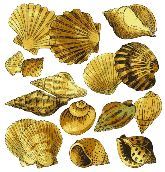 Icono Colección Seashell Ilustración Vectorial — Archivo Imágenes Vectoriales