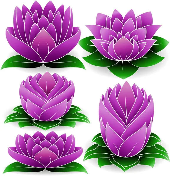 Ilustrace Lotus Colored — Stockový vektor