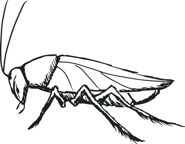 Cucaracha Ilustración Simple Web — Vector de stock