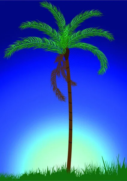 Illustration Palm Tree — Stock Vector