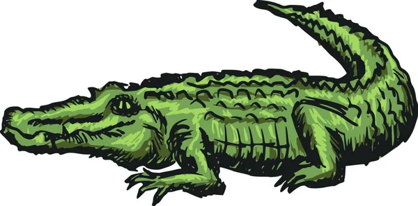 Крокодил Паутина Простая Иллюстрация — стоковый вектор