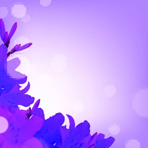 Illustration Violet Lilies — Stock Vector