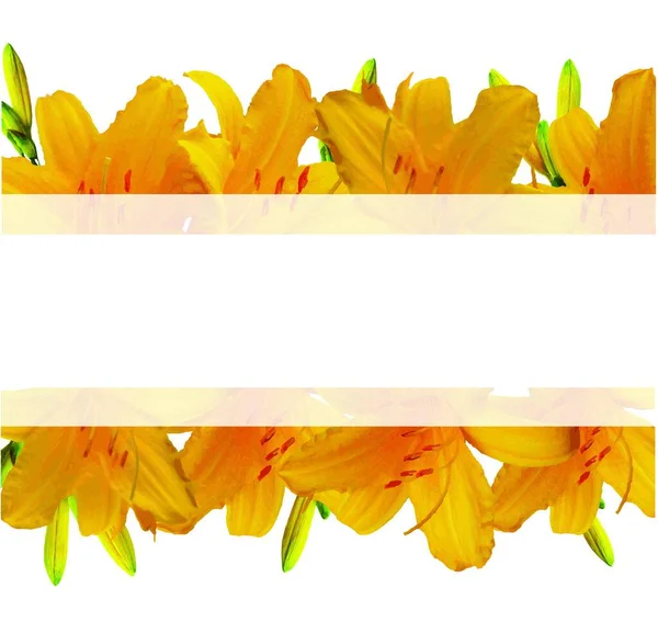 stock vector illustration of the Yellow Lilies Banner