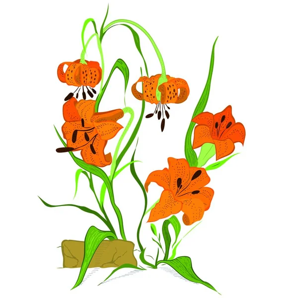 Tygrys Lilia Kwiat Kolorowe Wektor Ilustracja — Wektor stockowy