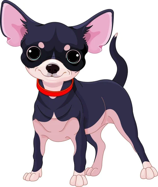 Chihuahua Ilustração Vetorial Colorido —  Vetores de Stock
