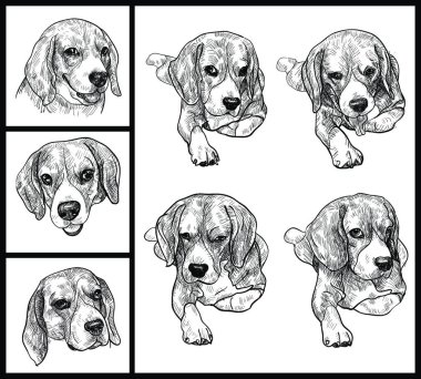 Beagle simgeleri, vektör illüstrasyonu basit tasarım