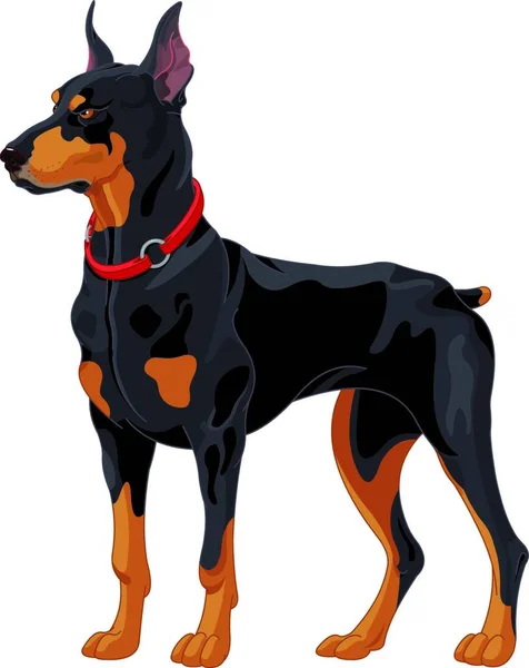 Doberman Guard Dog Vector Illustration — Stock Vector