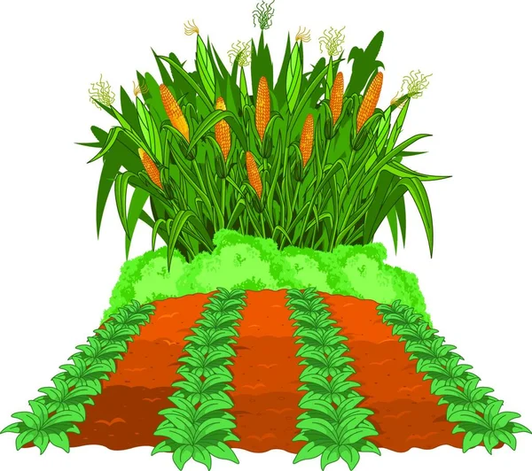 Sázení Kukuřice Vektorové Ilustrace Jednoduchá Konstrukce — Stockový vektor