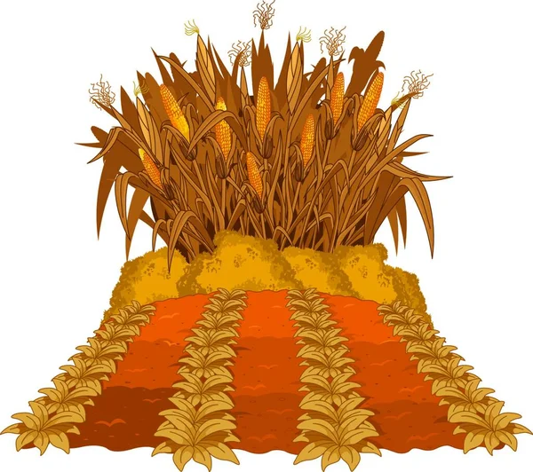 Ültetési Kukorica Illusztrációja — Stock Vector
