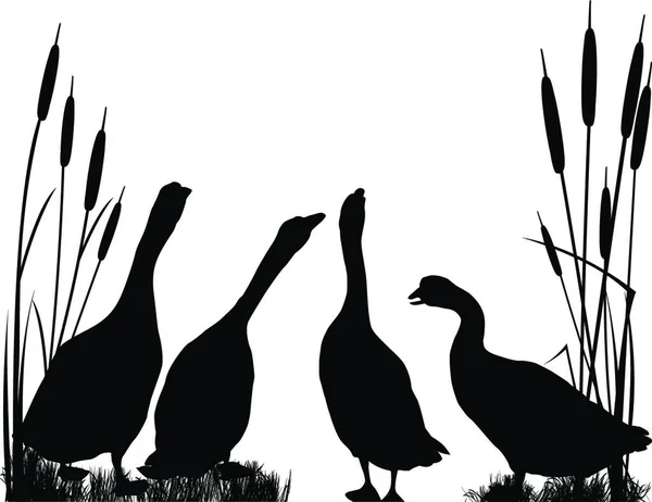 Εικονογράφηση Των Σιλουετών Goose — Διανυσματικό Αρχείο
