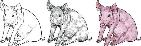 Малюнок Свині Векторні Ілюстрації — стоковий вектор