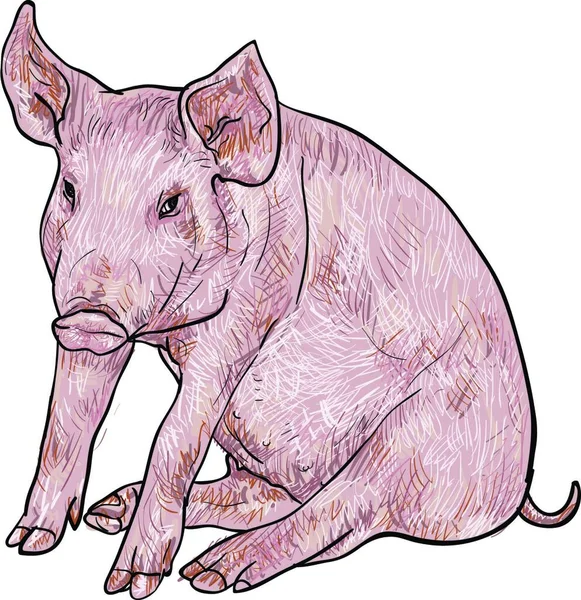 Drawing Pig Vector Illustration — Stock Vector