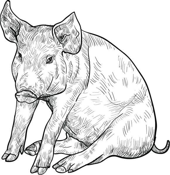Dibujo Ilustración Vector Cerdo — Vector de stock