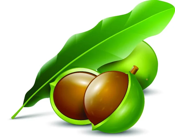 Noix Macadamia Fond Blanc Naturel Bio — Image vectorielle