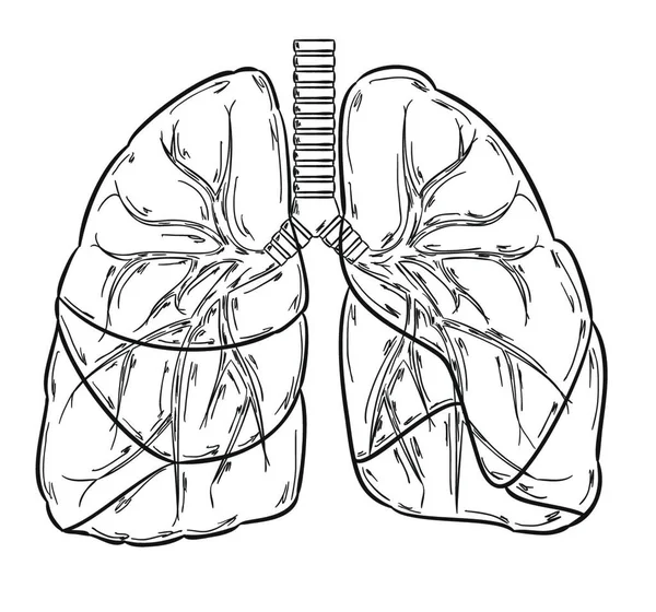 Poumons Croquis Vectoriel Illustration — Image vectorielle