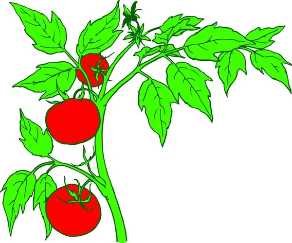 Bush Tomates Vector Ilustración — Archivo Imágenes Vectoriales
