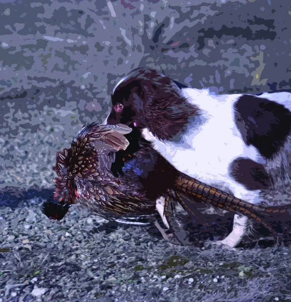 带着野鸡的英国斯普林格猎犬宠物狗 — 图库矢量图片