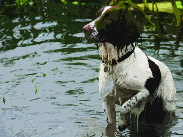 Çok Islak Çalışan Bir Ngiliz Springer Spanyel Evcil Silahlı Köpeği — Stok Vektör