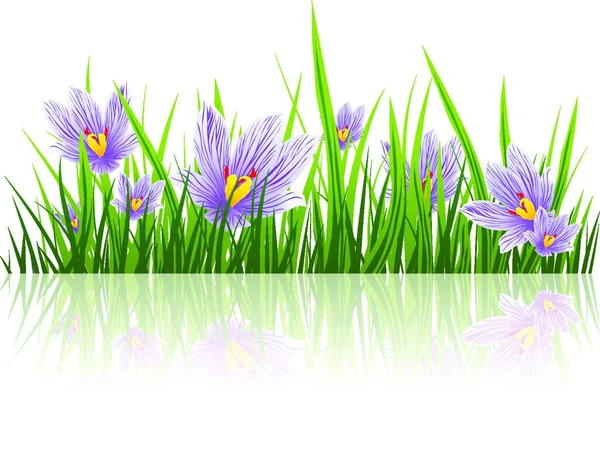Spring Crocus Border Kleurrijke Vector Illustratie — Stockvector
