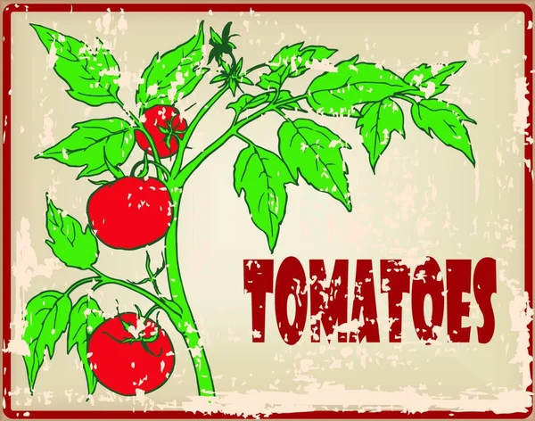 Organic Tomatoes Colorful Vector Illustration — Stock Vector