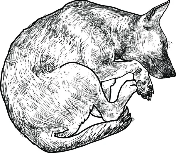 Śpiący Pies Wektor Ilustracja — Wektor stockowy