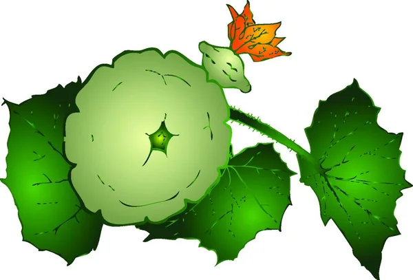 Zucchine Rotonde Disegno Semplice Illustrazione Vettoriale — Vettoriale Stock