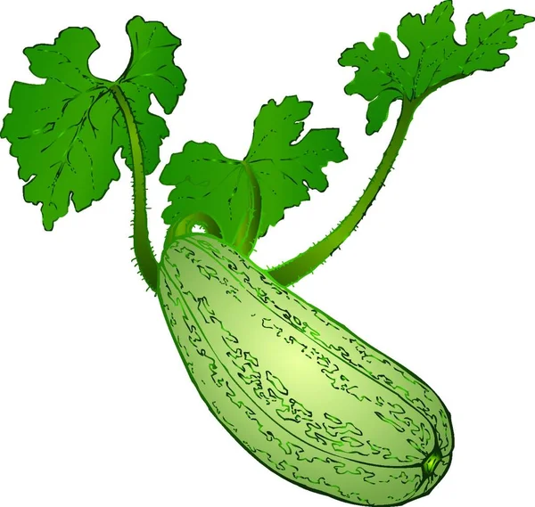 Arm Grönsaker Zucchini Vektor Illustration Enkel Design — Stock vektor