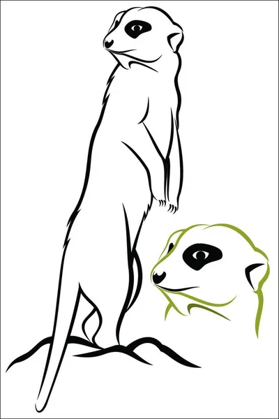 Meerkat的图解 — 图库矢量图片