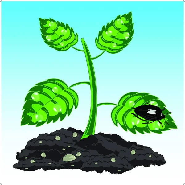 Seedling Plant — Stock Vector