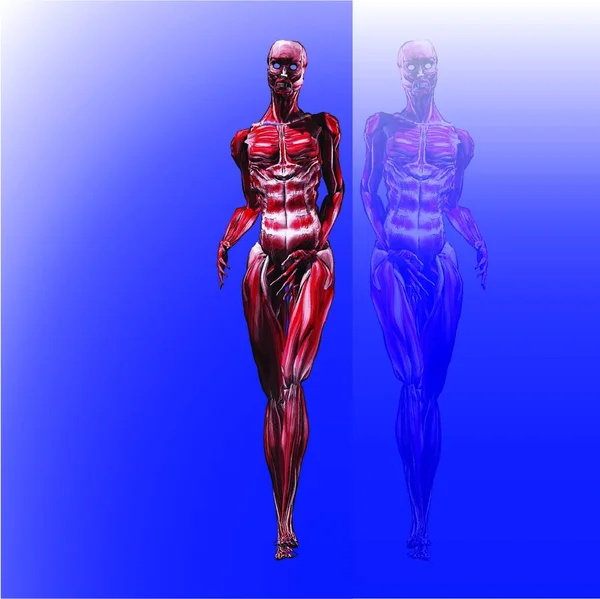 Illustration Der Reflexion Weiblicher Muskeln — Stockvektor