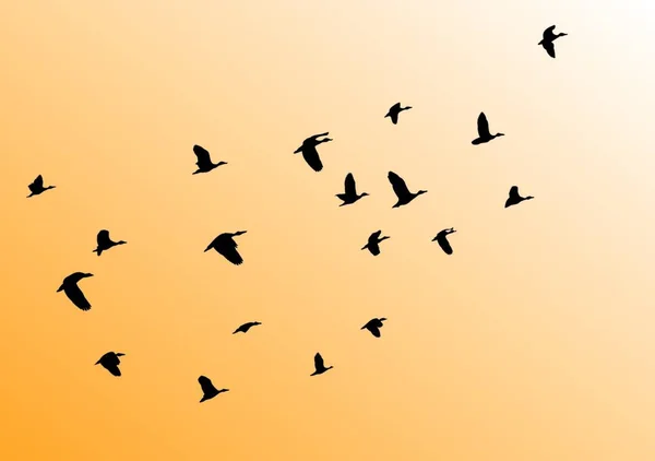 Uccelli Che Volano Illustrazione Vettoriale — Vettoriale Stock