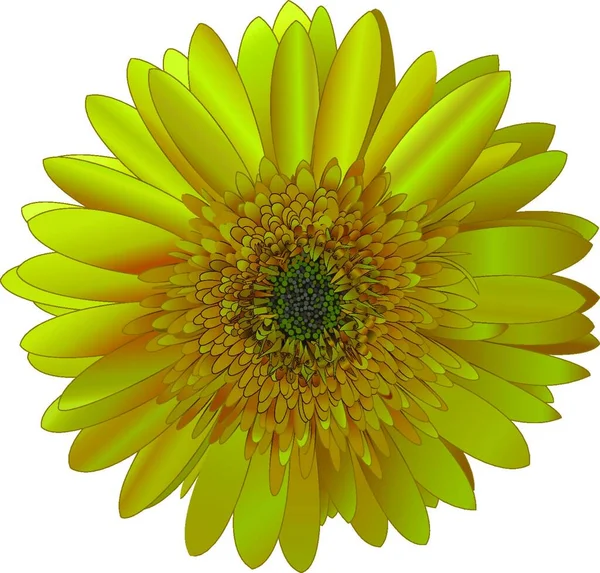 矢量图像阳光灿烂的黄色Barberton菊花 — 图库矢量图片