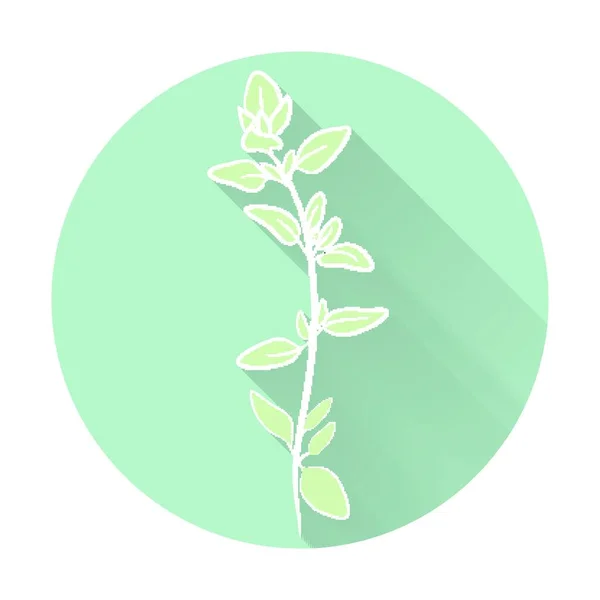 Vector Fresh Thyme Herbs Aromatic Leaves Used Season Meats — Stockvektor