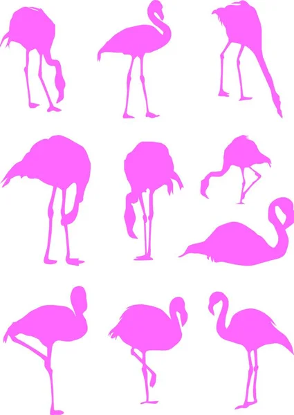 Illustratie Van Flamingo Set — Stockvector