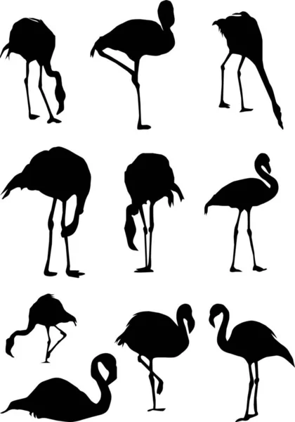 Ilustración Del Conjunto Flamingo — Archivo Imágenes Vectoriales