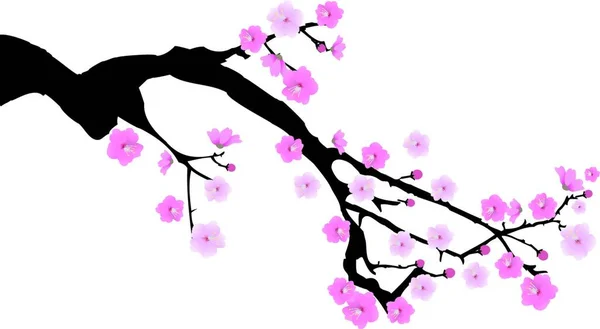 Illustration Branche Fleur Cerisier — Image vectorielle