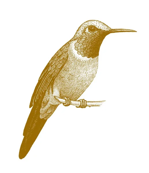 Hummingbird Dras För Hand — Stock vektor