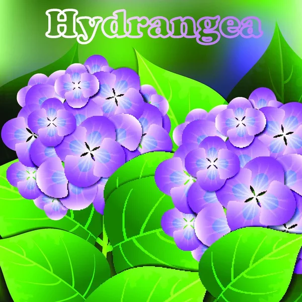 Beautiful spring flowers Hydrangea. Cards or your design with space for text. Vector