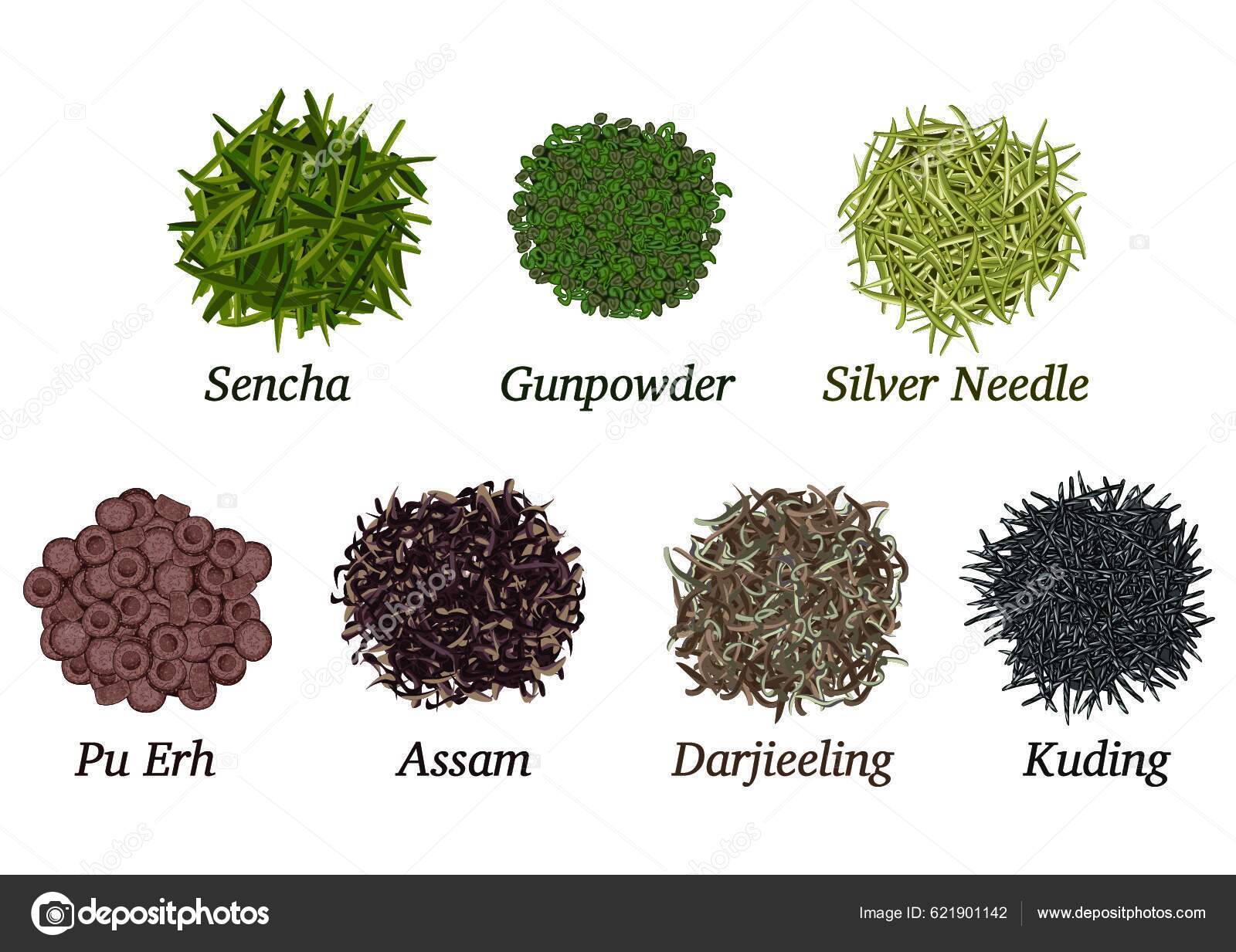 Different Types Tea Stock Vector by ©YAY_Images 621901142