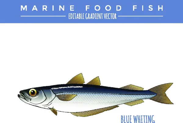 Blauwe Wijting Vis Eten — Stockvector