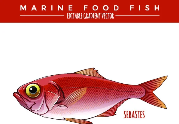 Sebastes Peixes Marinhos —  Vetores de Stock