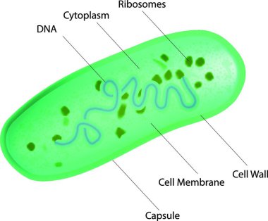 Laktobacillus Bakteri Yapısı, grafik illüstrasyon