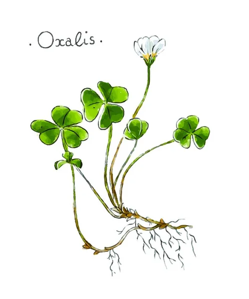 Plante Sauvage Oxalis Dessinée Main Couleur Illustration Vectorielle Phytothérapie — Image vectorielle